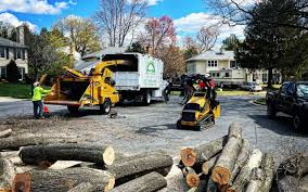 Best Tree Cabling and Bracing  in Southmont, NC