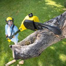 Best Grass Overseeding  in Southmont, NC