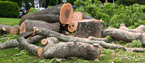 Best Tree Maintenance Programs  in Southmont, NC