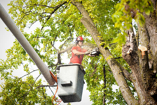 How Our Tree Care Process Works  in  Southmont, NC